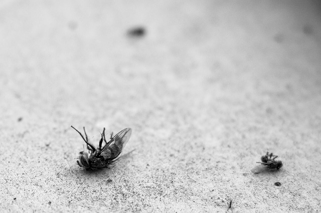 Any abundance of pests – whether fleas, insects, spiders, ticks and crawling insects – will leave you in a fix. You can do a quick Google search using popular keywords such as, “how to get rid of pests.” A large number of pest control measures are valuable for implementation at home. Some are simple you can easily do-it-yourself. However, before you get into the actual work, ensure that your approach is tried and tested before. That way you will be sure it works. At Drake Lawn & Pest Control, we have several years of experience working with homeowners around the locality so that we can share some insightful tips. 1. DIY Pest Control Going to the local store and buying DIY pest control products hardly work. It’s either the product is defective, or you lack the inexperienced to execute it effectively. Several cases of store products having high toxic rating than the chemicals used by professionals have been reported. This can be hazardous if it gets into contact with any of the inhabitants. Professionals have years of experience accompanied by training on the right way to get the job done. 2. Natural Repellants Some plants deter various insects or bugs. Common examples are lavender, catnip and lemongrass. Mosquitoes and some other bugs detest their smell. Unfortunately, they are not strong enough to deter a mosquito from going after a meal. In that respect, the best you can maximize their impact is by having them set ground up. If you had other pest deterrent alternatives, it would be better to prioritize them more than the repellant plants. 3. Selective Treatment for Pets By selective treatment, we are referring to those who treat their pets for ticks and fleas without attending to the environment too. All vets recommend many pet treatment. However, you must be smart about it. By treating your dog only, you are only scratching the surface. You should treat the lawn to get rid of the source of ticks and fleas. 4. Selective Outdoor Trimming Only tending to overgrown trees and shrubs is not good enough. Extend your purge to overgrown shrubs. This is more strategic as you are carrying out a multi-faceted attack on their breeding grounds. That way they are unable to find refuge when one of their habitats is destroyed. 5. Use Organic Products While some cherish the idea of using organic products, others associate them with safety and truth. Organic products such as crushed seashells cut up the hard exterior exoskeletons of pests walking around the home. Using organic alternatives is way better than sprinkling white powder across the home. In several cases, the powder does not work. You might eliminate a few pests that venture out onto the white powder, but you are not tackling the cause of your infestation. Finally: Go for a Pest Control Method that Works The best way to keep insects out of your home for good is by getting professional pest control assistance. Any DIY effort will be merely scratching the surface. If you are lucky, it will work, if not the situation can only exacerbate. Never settle for less when you can get more with Drake Lawn & Pest Control.